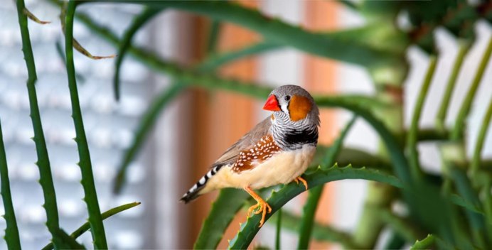 Японская птичка амадин