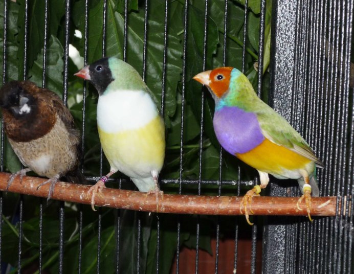 Короткохвостая амадина