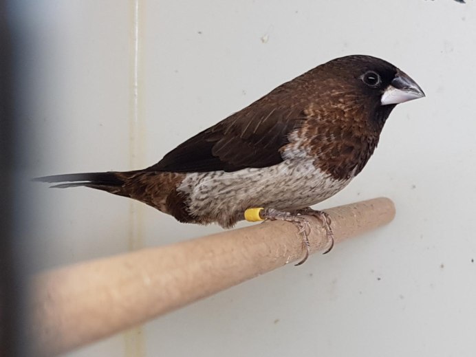 Японские птички амадины