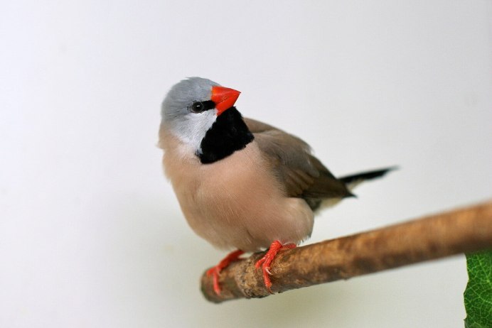 Астрильды Краснощёкий