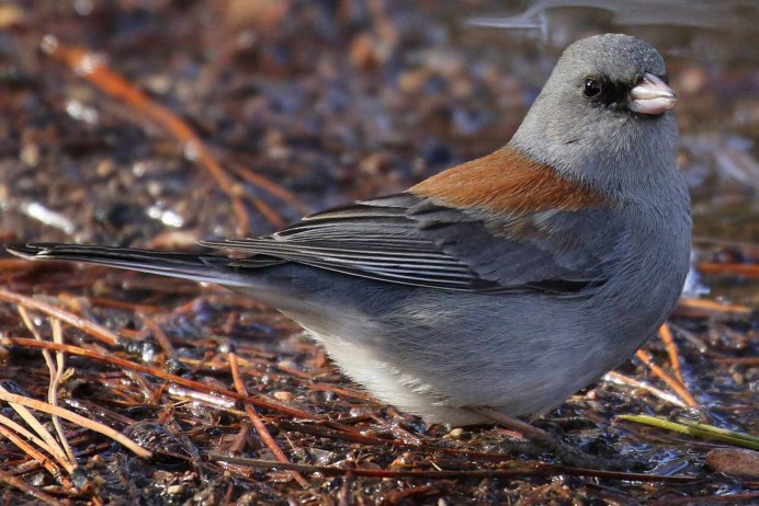 Серая птица с коричневой спиной