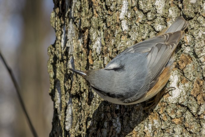 Зарянка Малиновка горихвостка