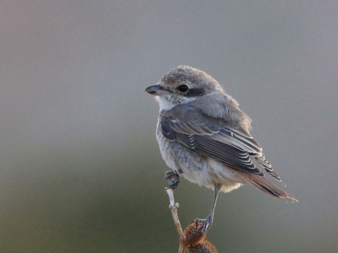 Желтоголовый Воробей