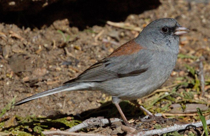 Птичка серого цвета