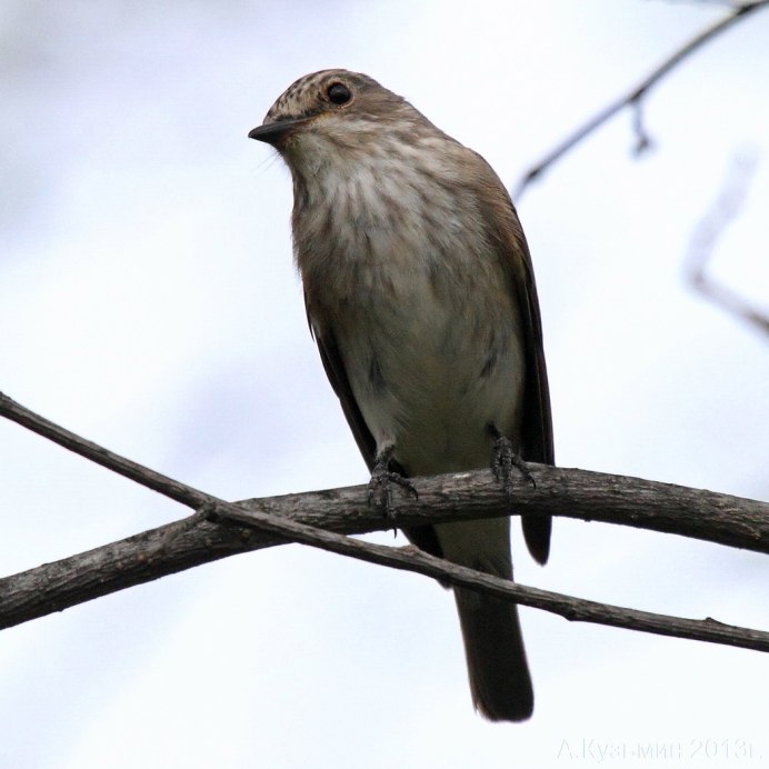 Горихвостка бледная