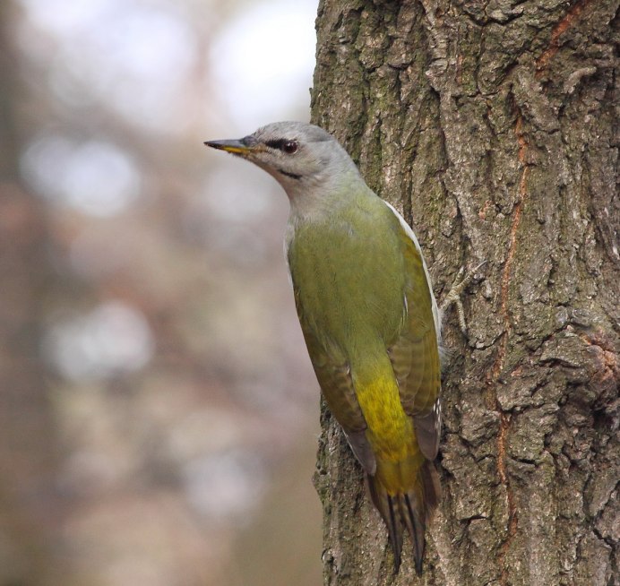 Сибирский поползень