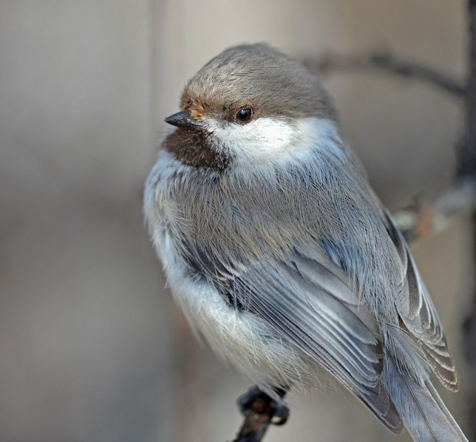 Мухоловка серая – Muscicapa striata (Pallas, 1764)
