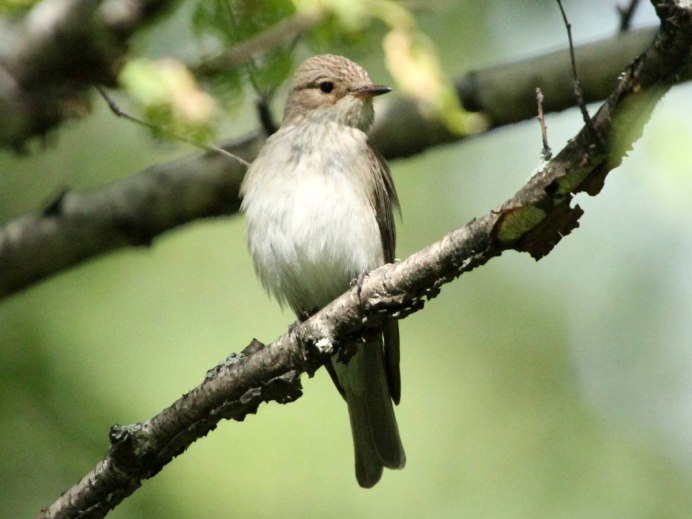 Горихвостка мухоловка