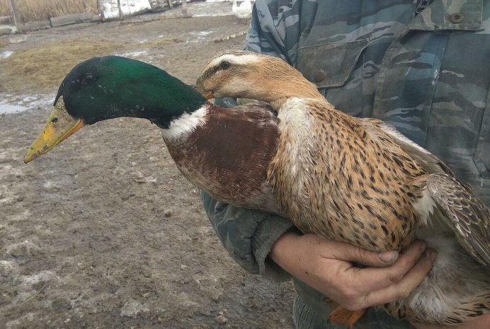 Утка Башкирская белогрудая