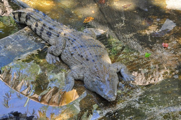 Центральноамериканский крокодил (Crocodylus moreletii)