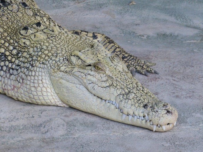 Crocodylus novaeguineae