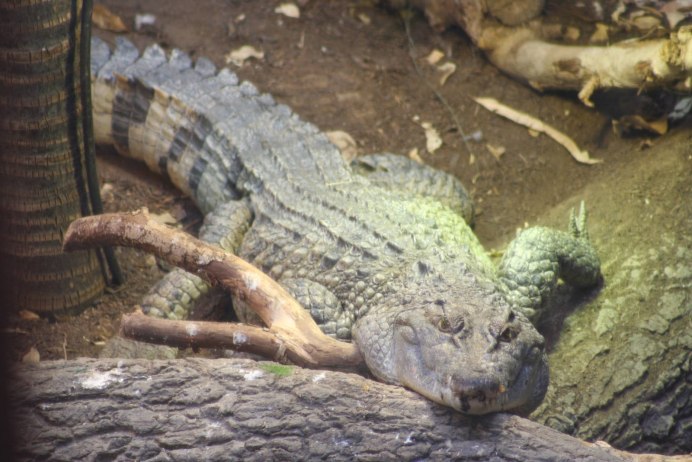 Philippine Crocodile