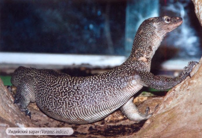 Varanus indicus