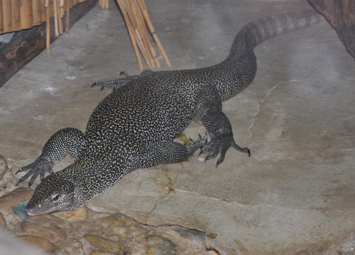 Варан мангровый (Varanus indicus)
