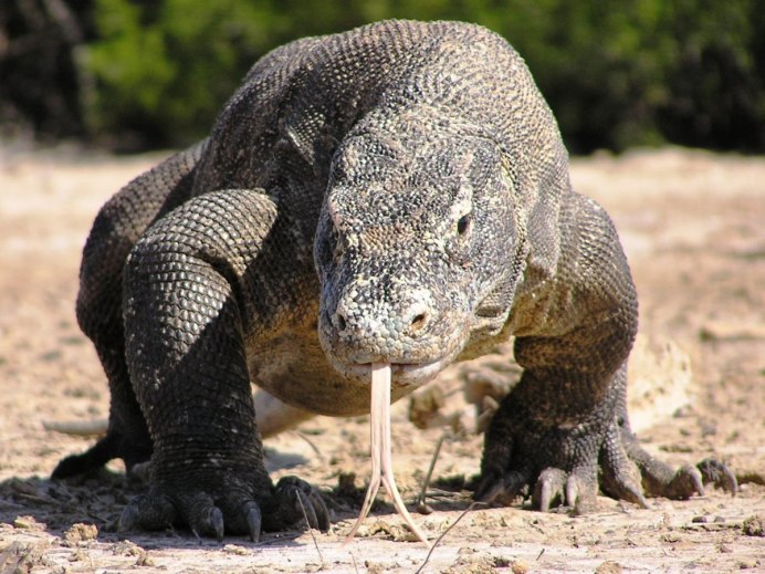 Безухий Варан Lanthanotus borneensis