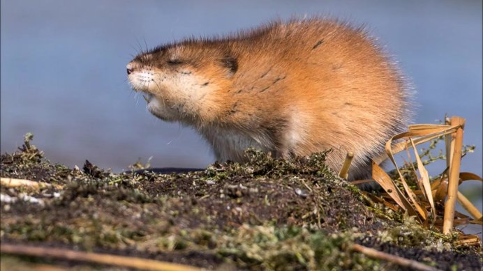 Ондатра Muskrat