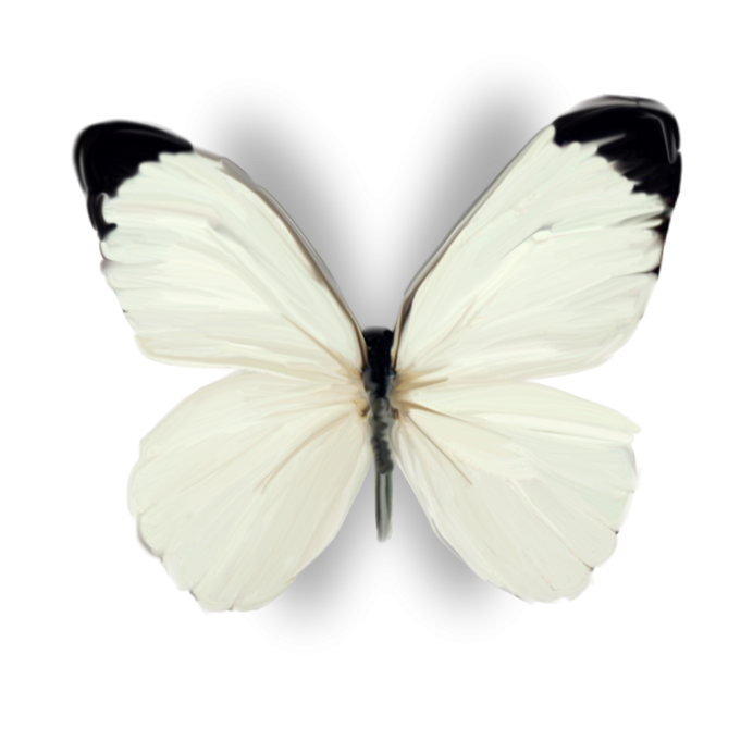 Вайт Баттерфляй (White Butterfly