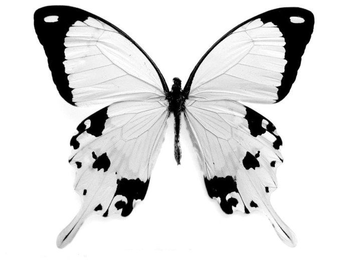 Американская белая бабочка Hyphantria cunea Drury