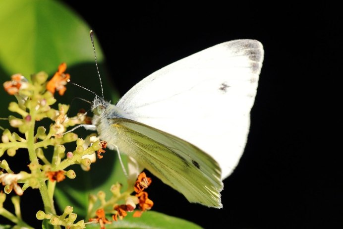 Вайт Баттерфляй (White Butterfly