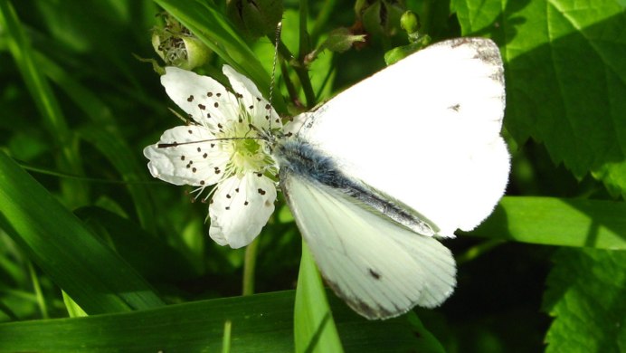 Вайт Баттерфляй (White Butterfly
