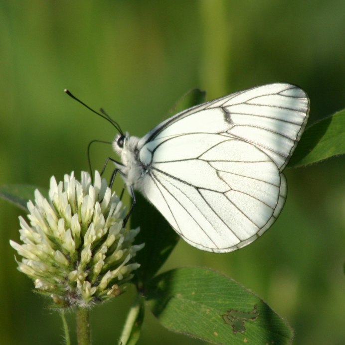 Вайт Баттерфляй (White Butterfly
