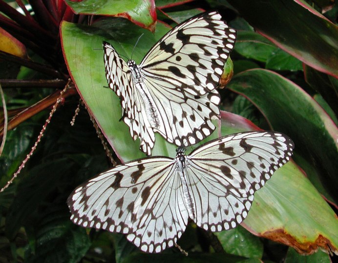 Зорька, или Аврора (Anthocharis Cardamines)