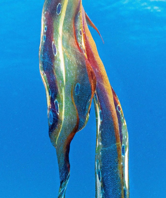 Blanket Octopus male