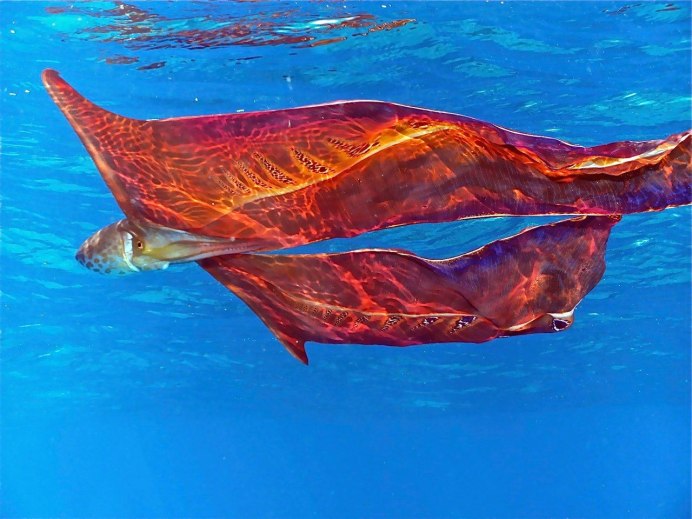 Тремоктопус (Blanket Octopus)