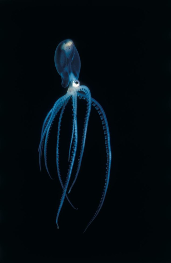 Neoclinus blanchardi