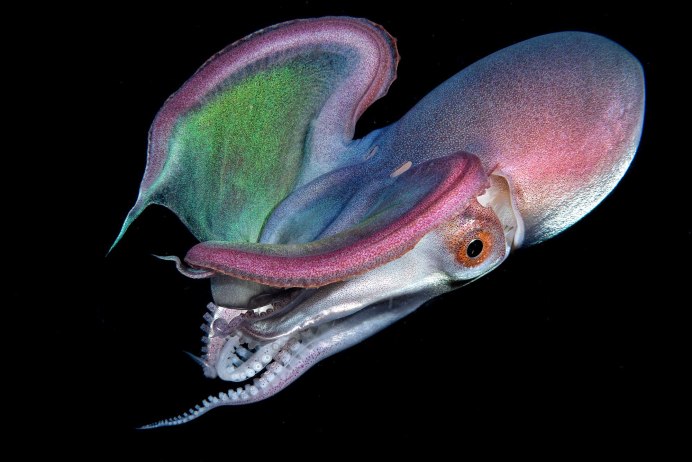 Тремоктопус (Blanket Octopus)
