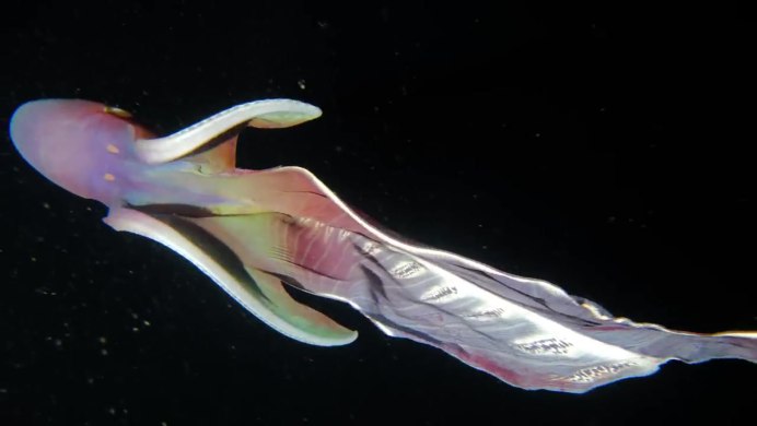 Tremoctopus violaceus