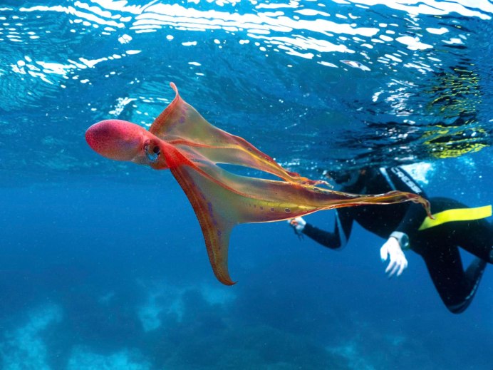 Blanket Octopus