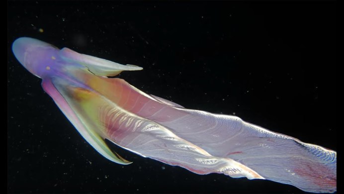 Тремоктопус (Blanket Octopus)
