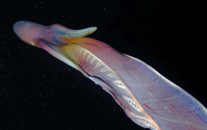 Tremoctopus violaceus
