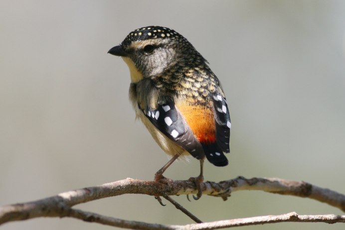 Певчий Дрозд (turdus philomelos)