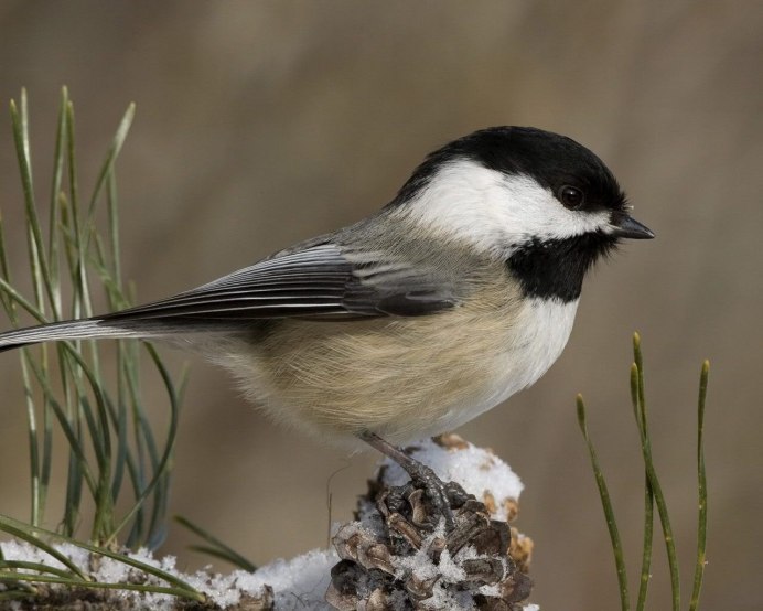 Соловей и мухоловка