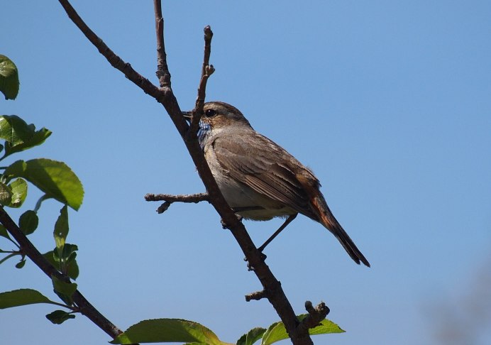 Мухоловка пеструшка в полете
