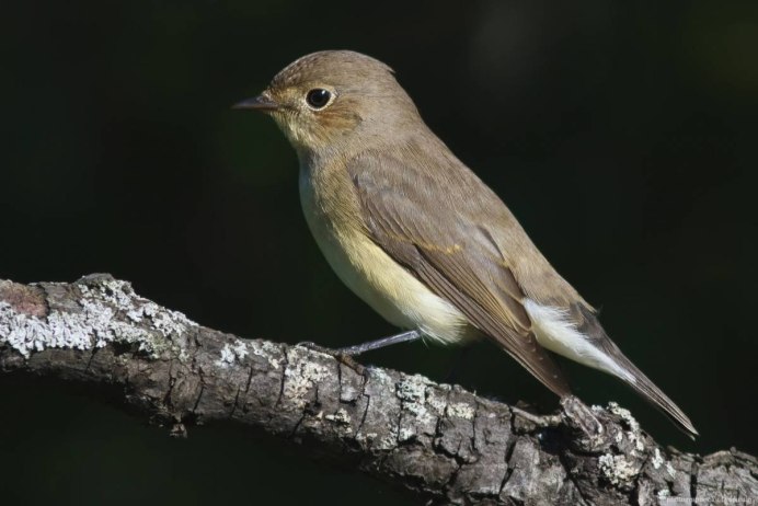Малиновка Зарянка птичка