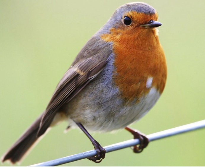 Коричневая птичка с синей грудкой