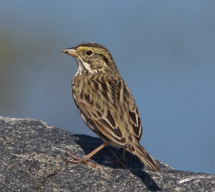 Серогрудая синица