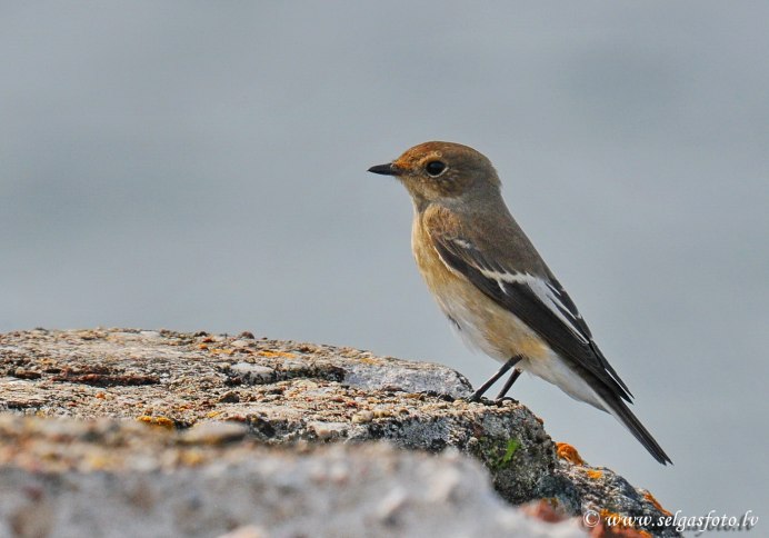 Певчий Дрозд и черный Дрозд