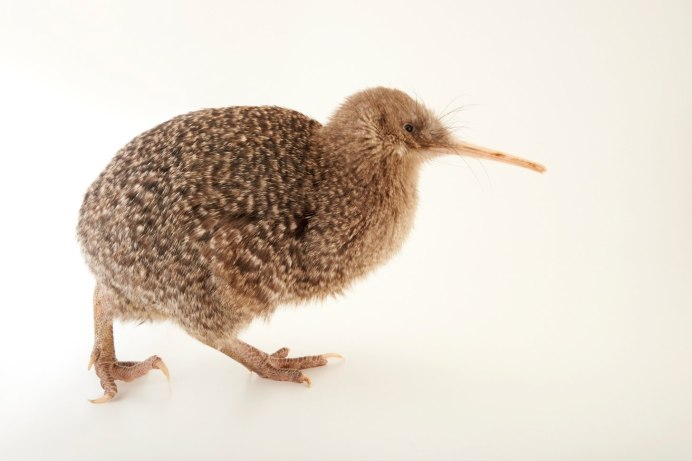 Малый пятнистый киви