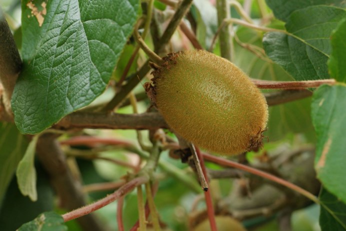 Белый киви фрукт