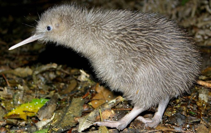 Киви птица
