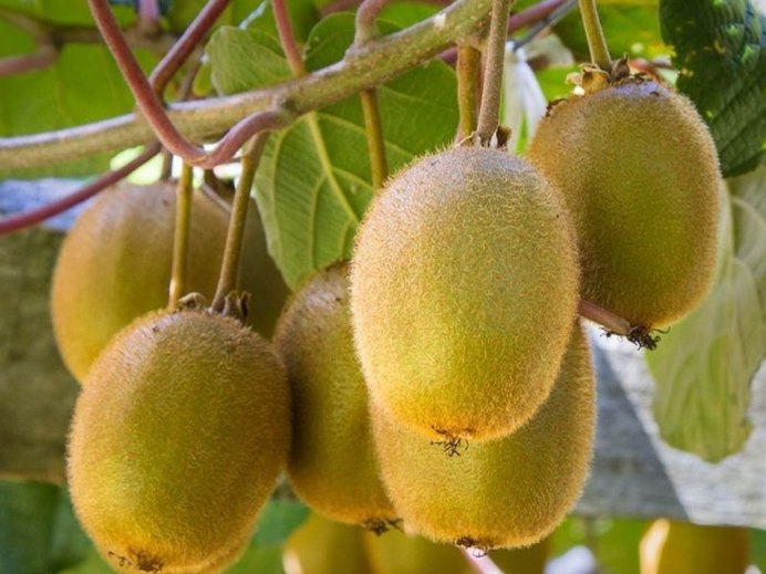 Беседка для киви