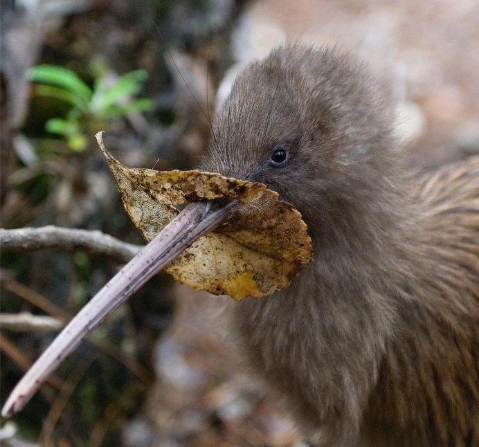 Птенец киви