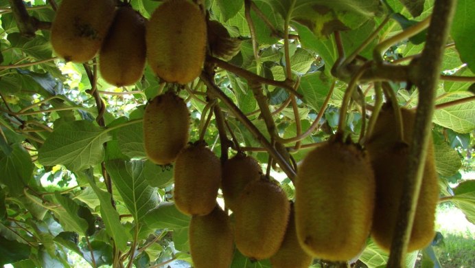 Листья киви