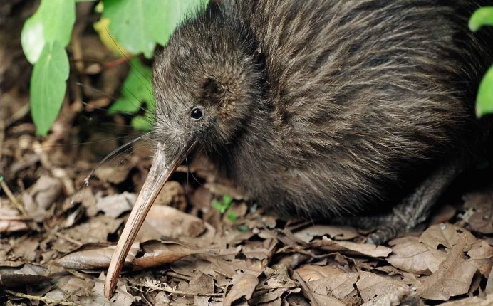 Новозеландский киви