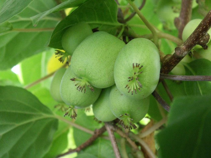 Новая Зеландия птицы киви-киви