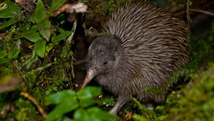 Птица киви новая Зеландия